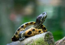 Curiosidades de las tortugas que no sabías Curiosidades de las tortugas