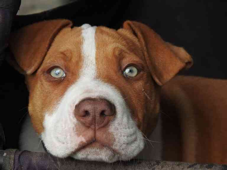 Preciosos nombres para perros hembra con su significado Preciosos nombres para perros hembra con su significado