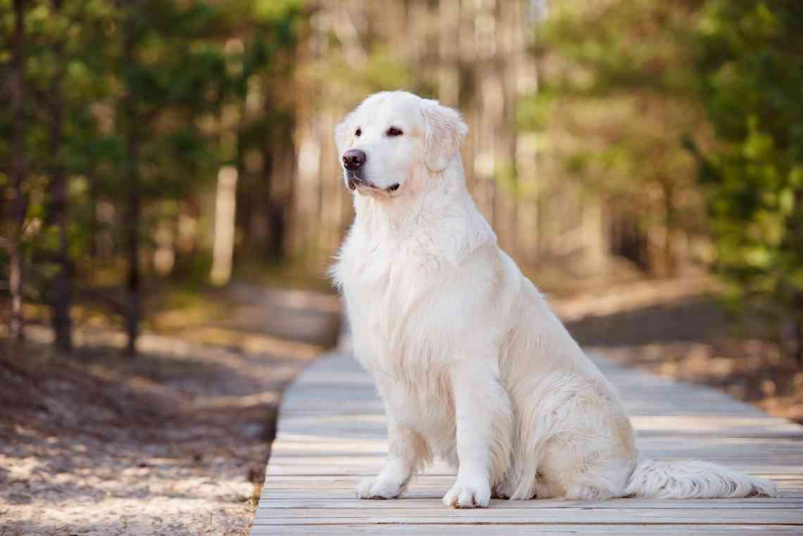 Machismo perruno: 5 conductas socialmente aceptadas en perros