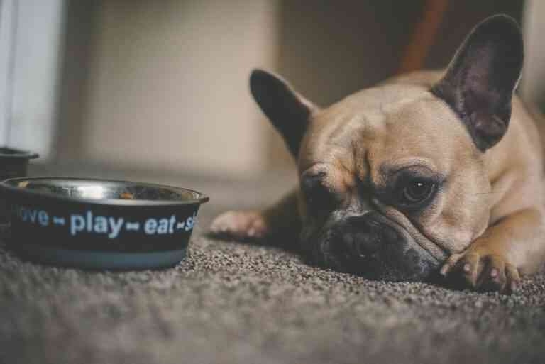 9 consejos para un mejor control del peso de nuestras mascotas 9 consejos para un mejor control del peso de nuestras mascotas