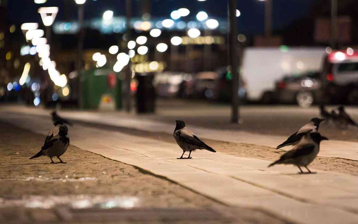 Curiosidades de las aves