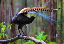 Curiosidades de las aves que te pueden resultar interesantes Curiosidades de las aves