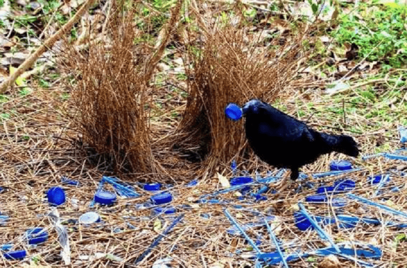 Curiosidades de las aves