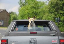 mascota hacia su nuevo hogar