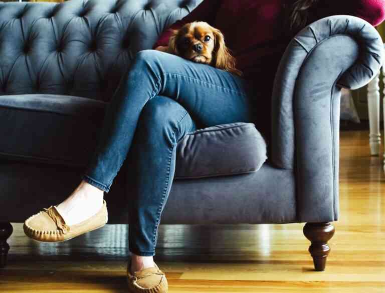 Todo lo que debes saber para realizar una mudanza con mascotas