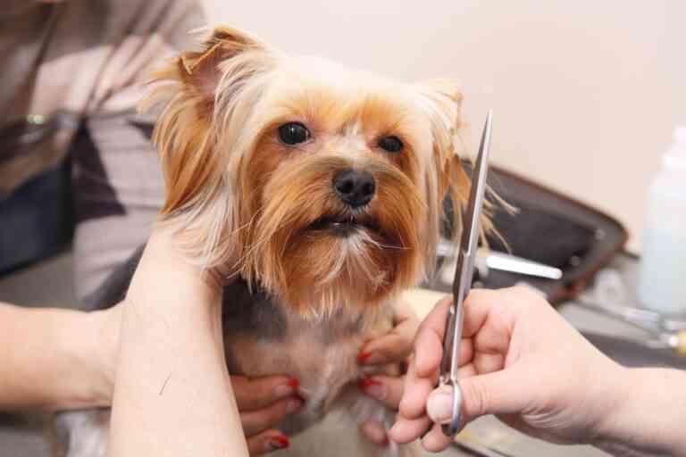 Consejos para montar una peluquería canica y alcanzar el éxito