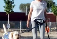 agresividad de los perros