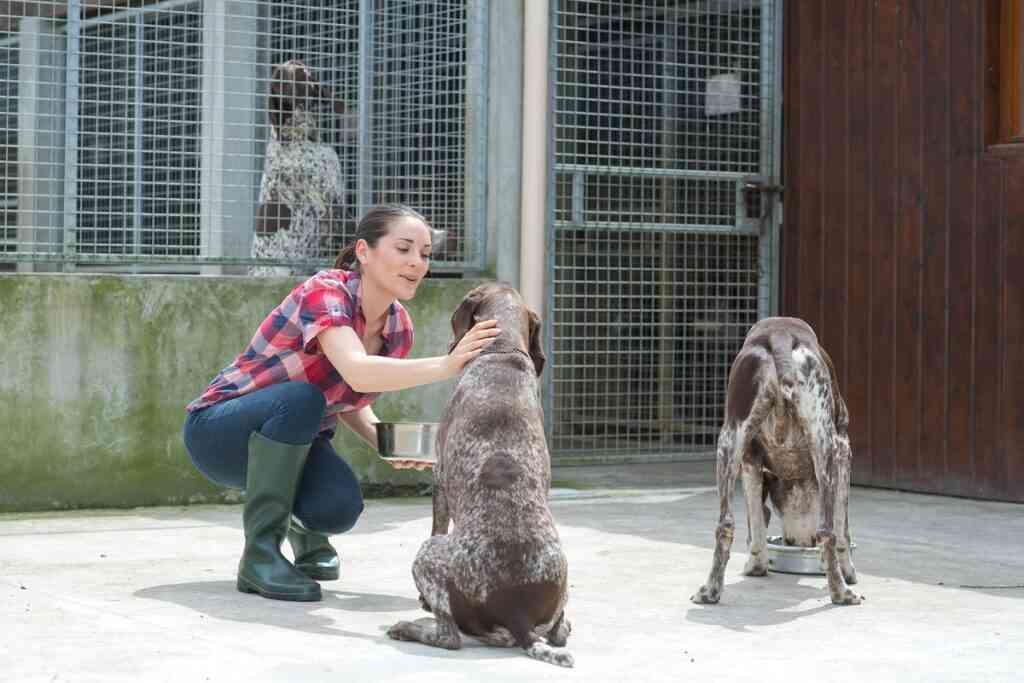 cuidador perros