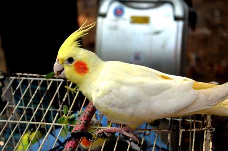 Consejos para un correcto cuidado de nuestras aves Consejos para un correcto cuidado de nuestras aves