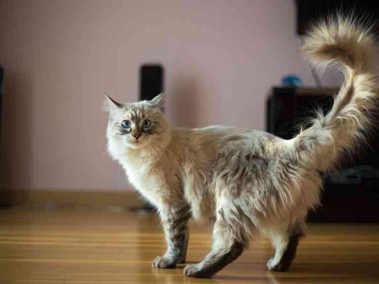 5 de cada 100 gatos podrían vivir con el llamado sida felino 5 de cada 100 gatos podrían vivir con el llamado sida felino