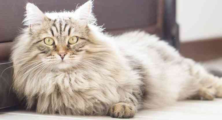Divertidos nombres para gatos con su significado Divertidos nombres para gatos con su significado