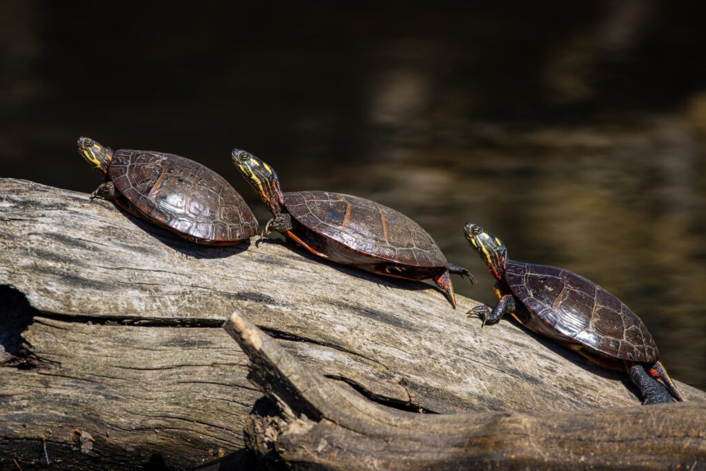 cuidar tortugas tierra 1