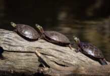 cuidar tortugas tierra 1