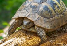 cuidar tortugas tierra 2