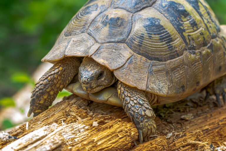 Cómo cuidar a las tortugas de tierra en invierno Cómo cuidar a las tortugas de tierra en invierno
