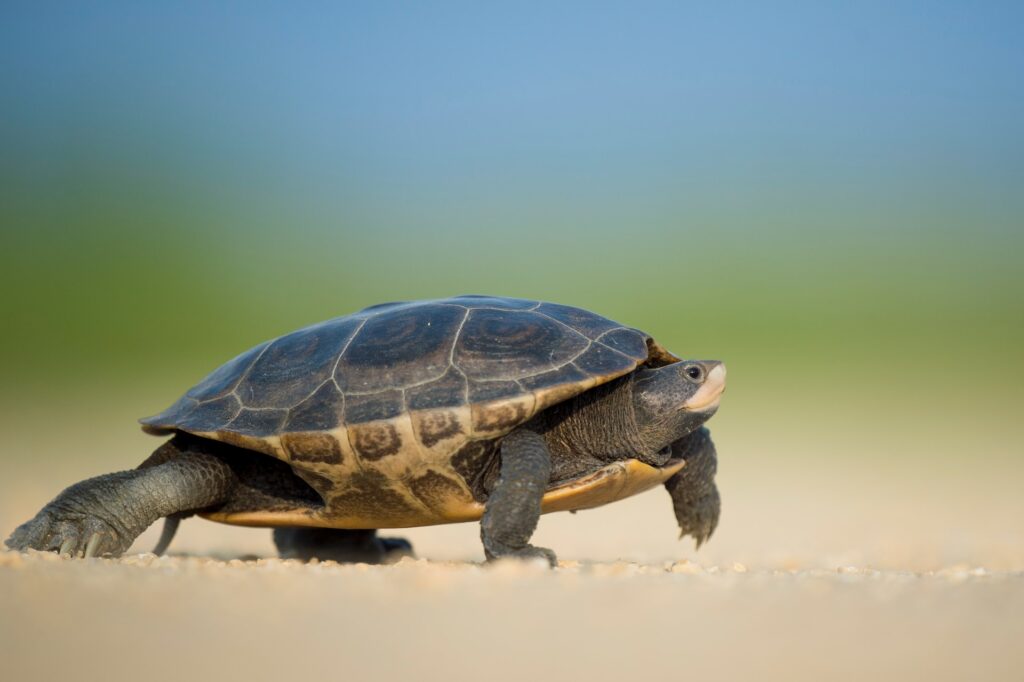 cuidar tortugas tierra 3