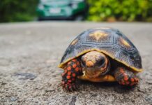 cuidar tortugas tierra 4