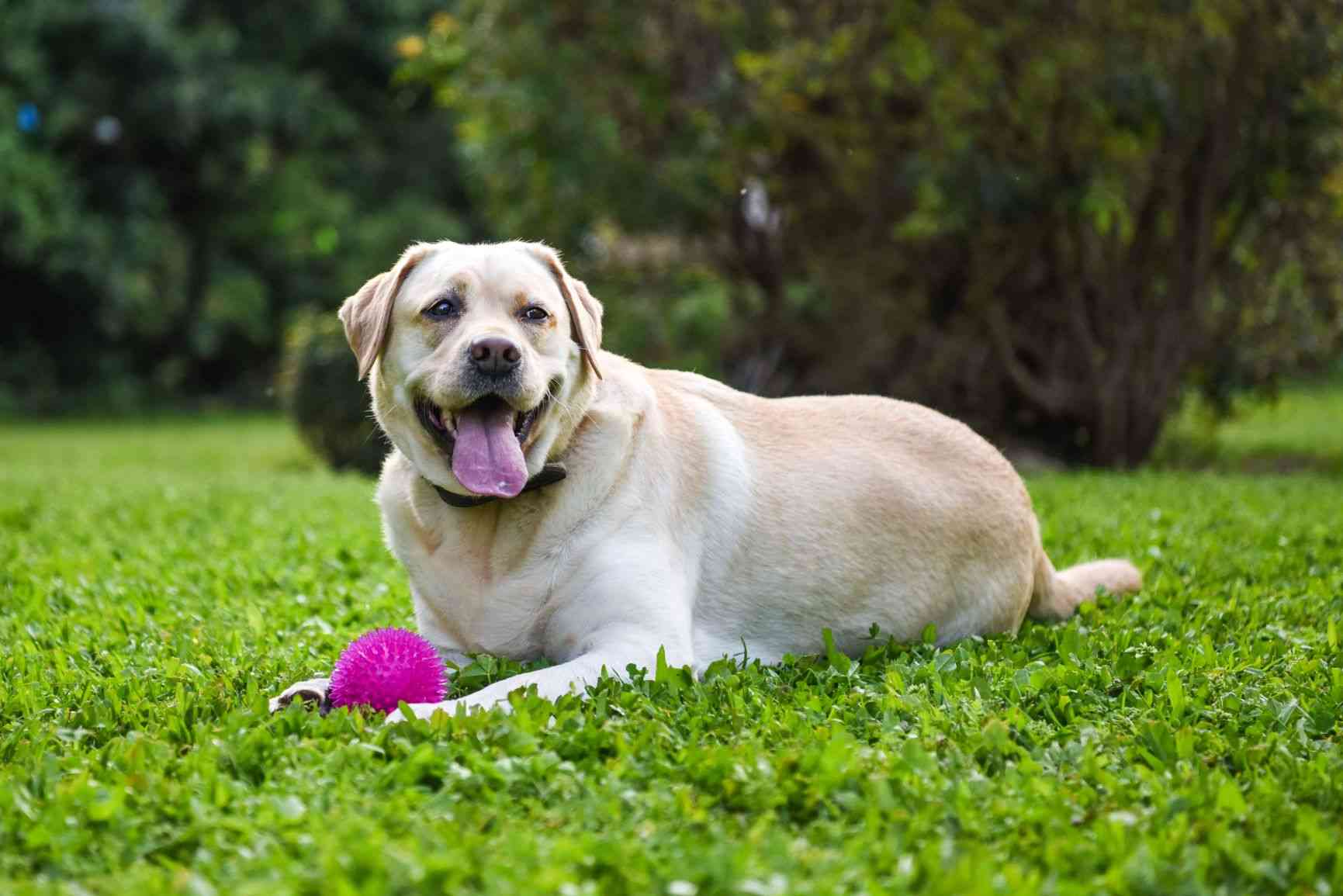 Un tercio de los propietarios de perros no reconoce cuando su animal tiene sobrepeso,