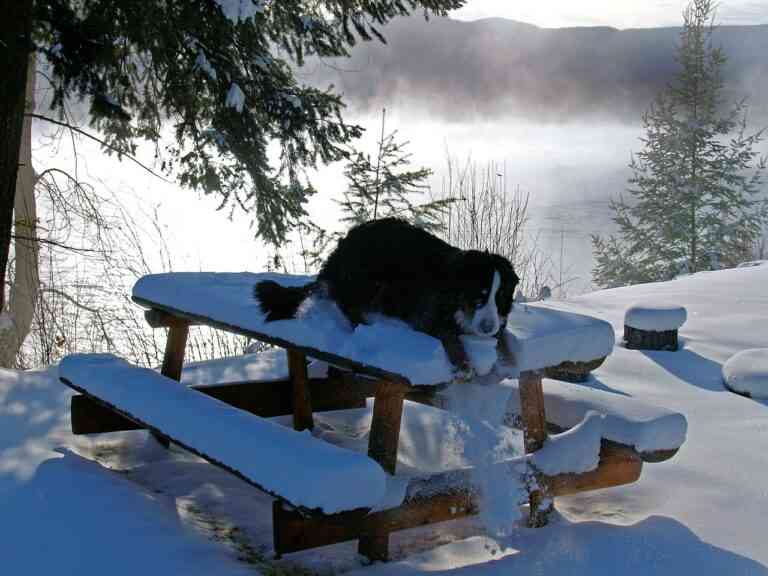 5 consejos para cuidar de tu mascota durante el invierno 5 consejos para cuidar de tu mascota durante el invierno