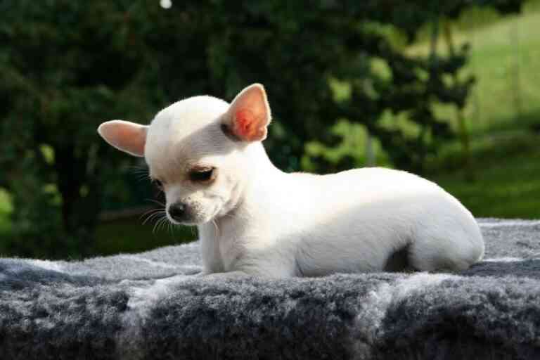 Consejos básicos para cuidar de un chihuahua Consejos básicos para cuidar de un chihuahua