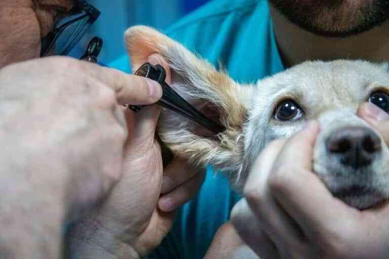 España entre los países con un mejor uso de antibióticos en medicina veterinaria en animales de compañía España entre los países con un mejor uso de antibióticos en medicina veterinaria en animales de compañía