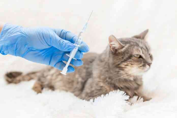 Vaccination of cats. Veterinary Medicine Selective focus. vacunación en gatos