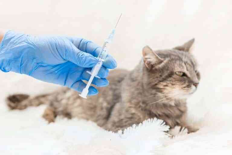 ¿Por qué es tan importante la vacunación en los gatos? ¿Por qué es tan importante la vacunación en los gatos?