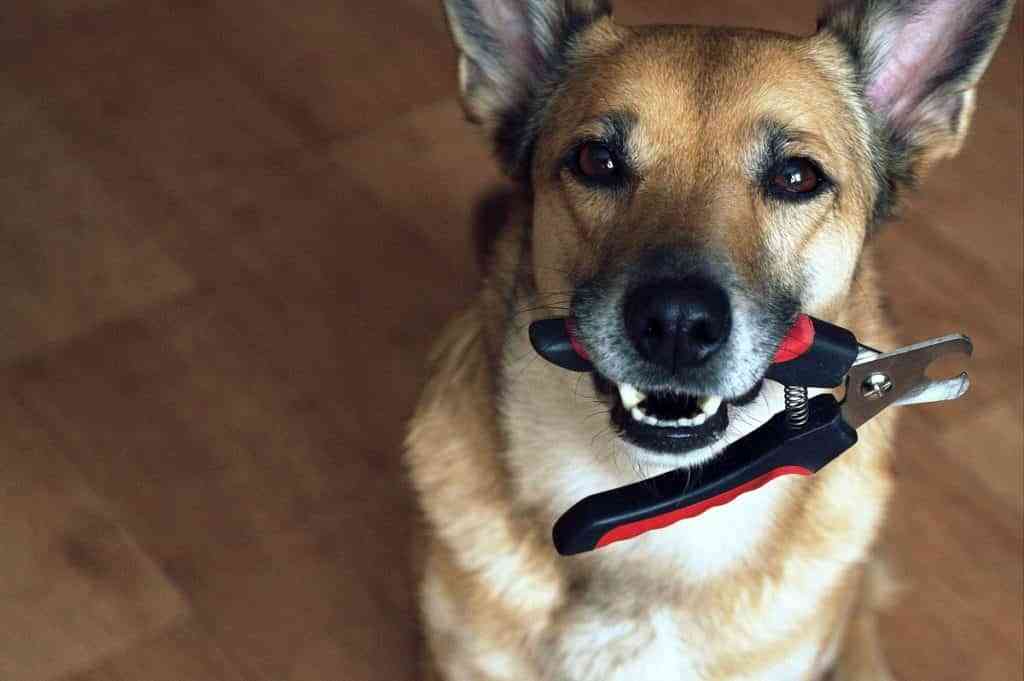 Cuidar las uñas de los perros