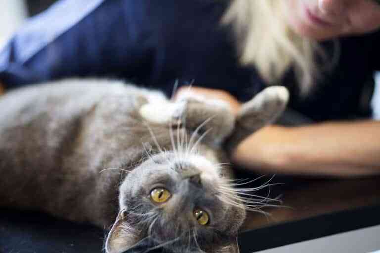 5 claves en el idioma de los gatos