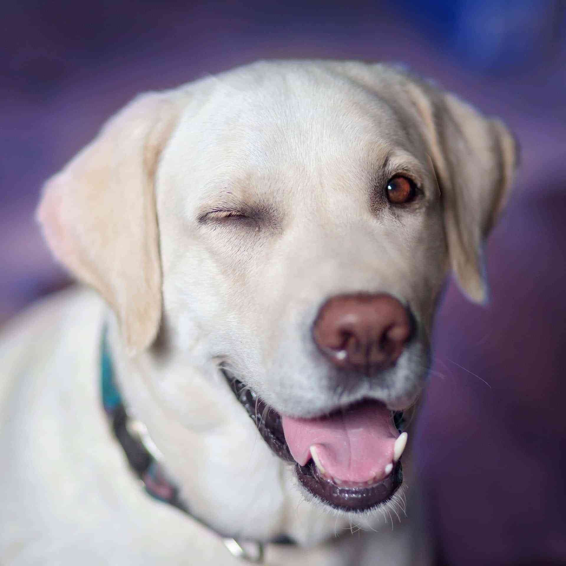 labrador