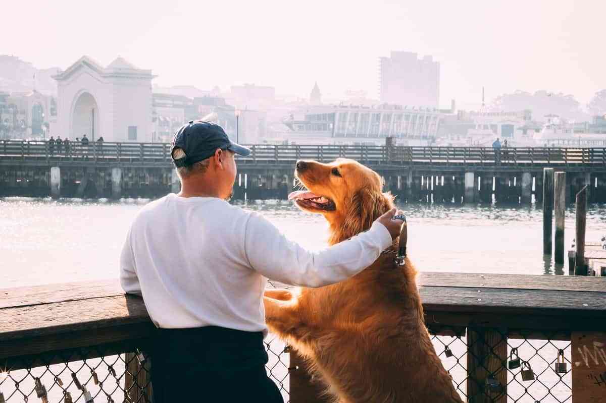 5 mitos y realidades acerca de la esterilización canina