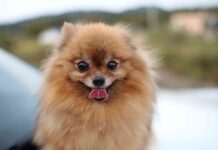 pomerania