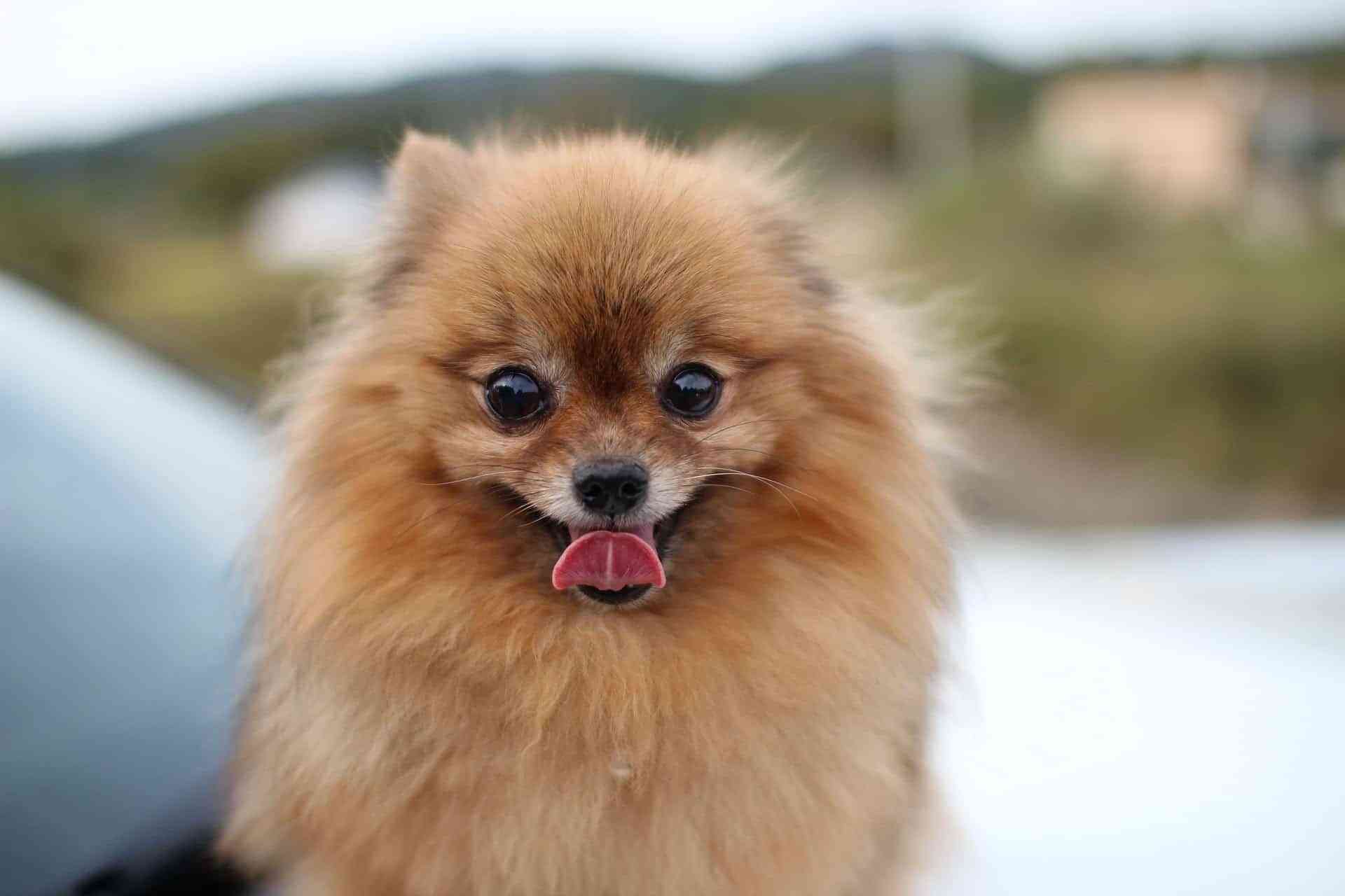 pomerania