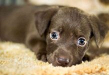 razas de perros internet