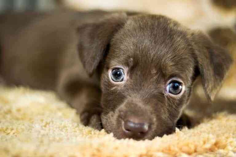 Conoces las razas de perros más populares en redes sociales Conoces las razas de perros más populares en redes sociales