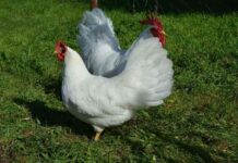 gallina Leghorn