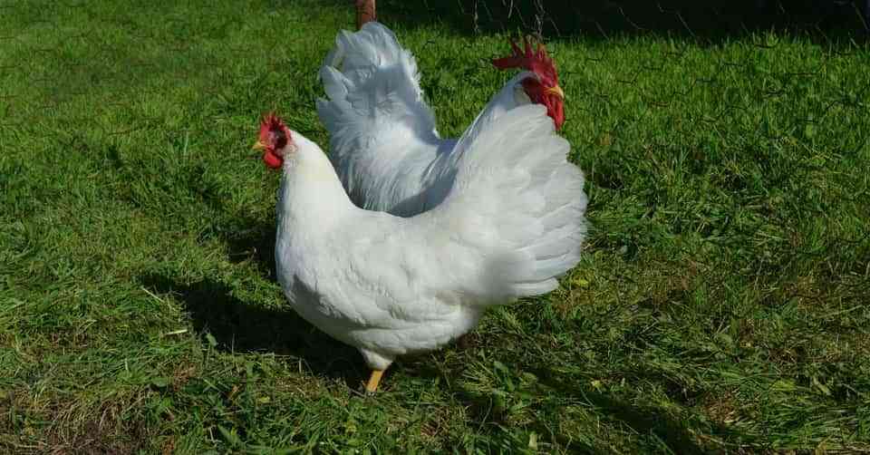 gallina leghorn