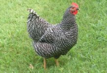 gallinas Plymouth Rock