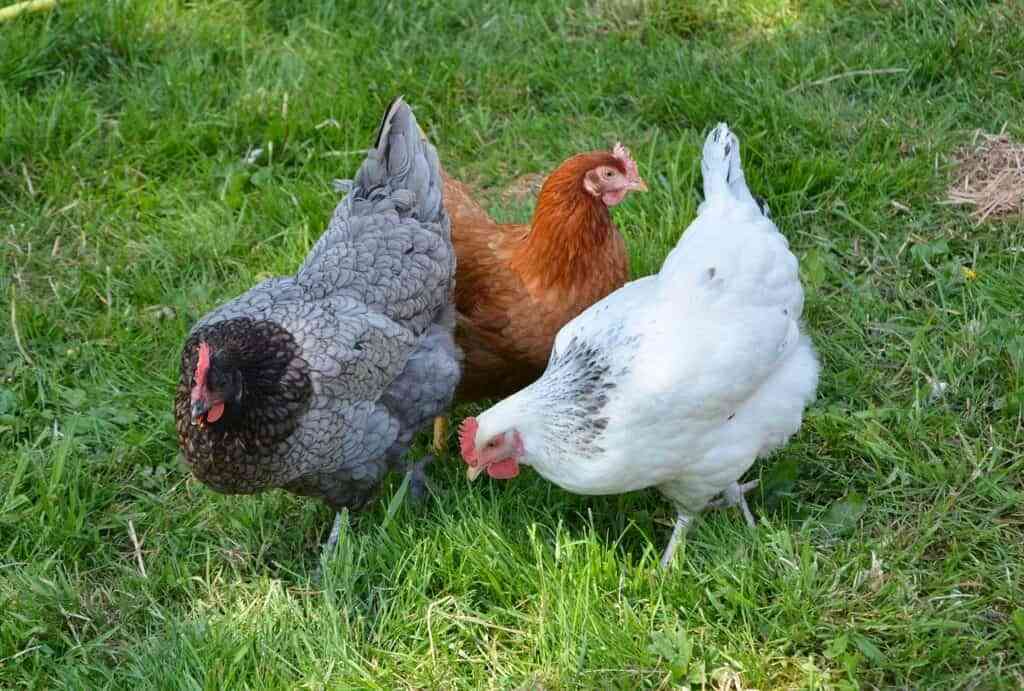 gallinas ponedoras