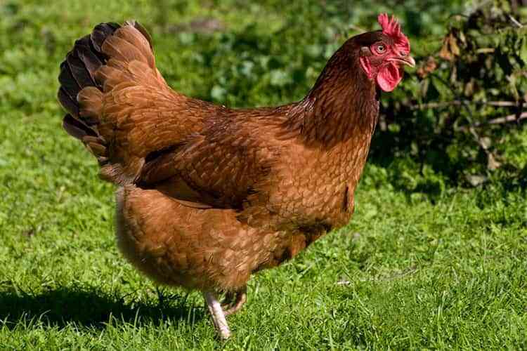 gallinas rhode island red