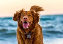 hiperactividad-en-perros