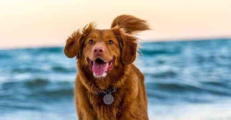 ¿Qué razones explican la hiperactividad e hipoactividad en los perros? ¿Qué razones explican la hiperactividad e hipoactividad en los perros?