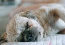 hipoactividad-en-perros