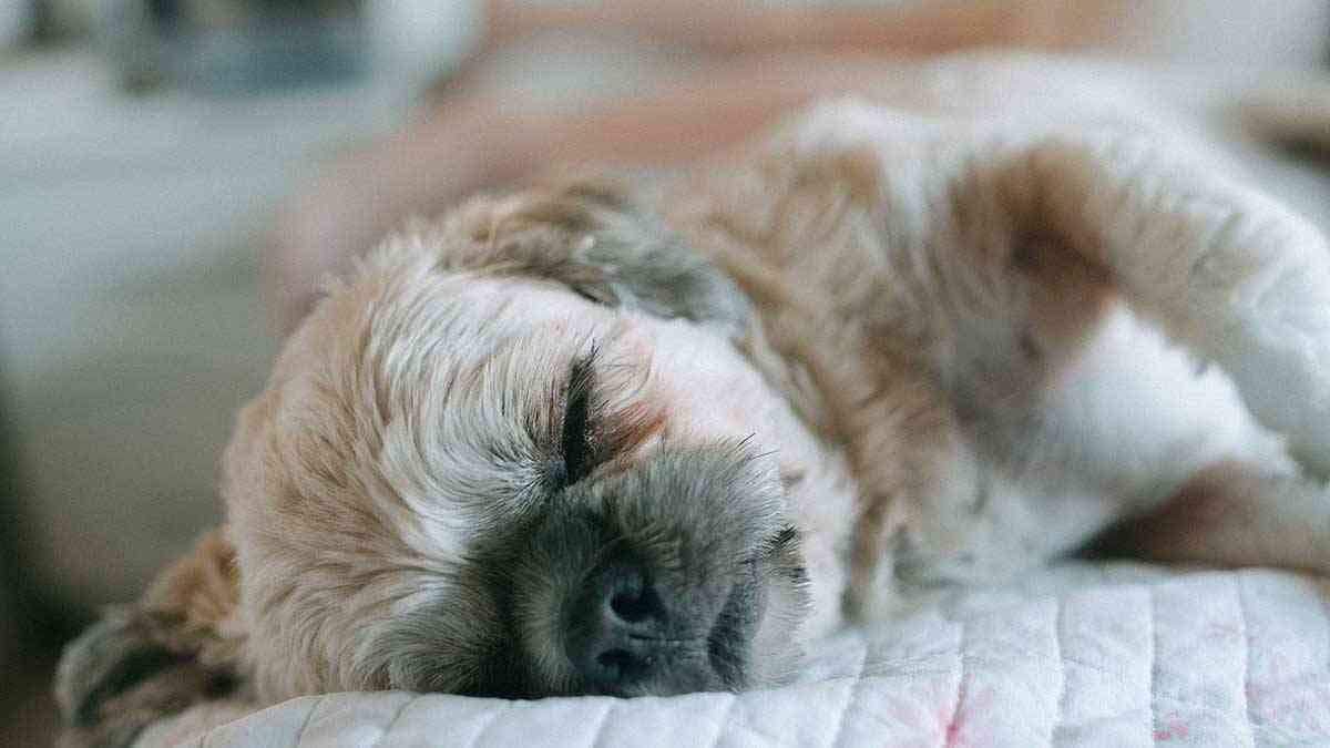 hipoactividad en perros