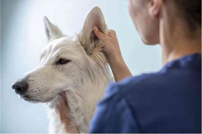 controlar audicion mascotas