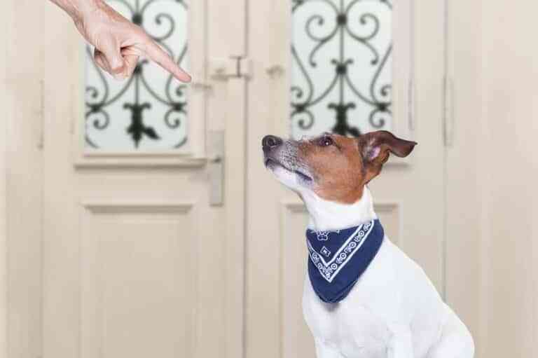 Consejos para educar a tus cachorros