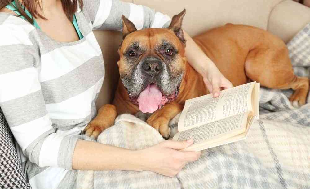 libros sobre perros 