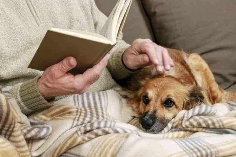  libros sobre perros 