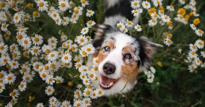 pasear con el perro en primavera