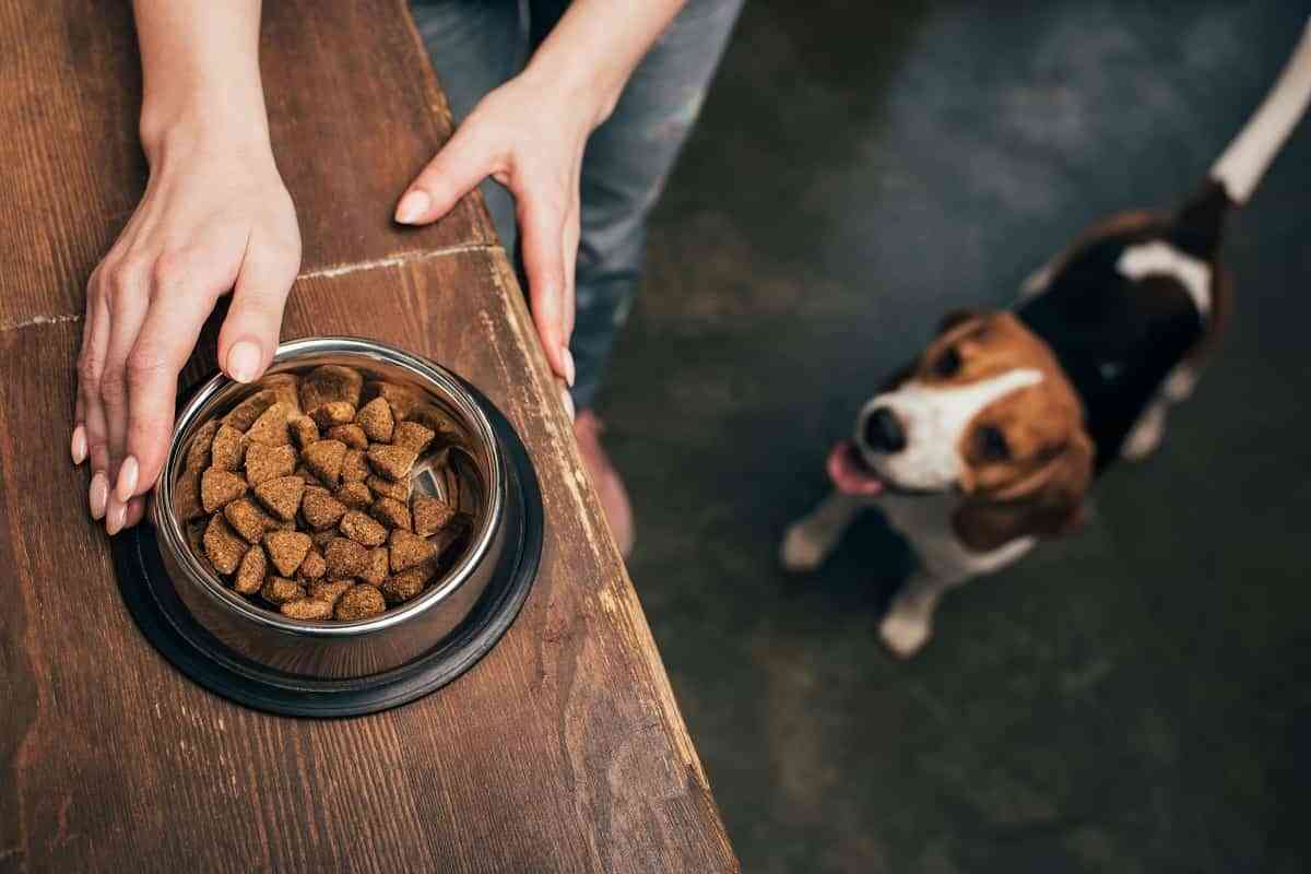 Select Gourmet de NFNatcane, alimentación perfecta para perros adultos menores de 22 kgs